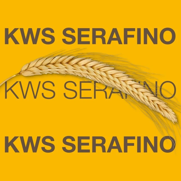 zyto-hybrydowe-kws-serafino-f1.jpg