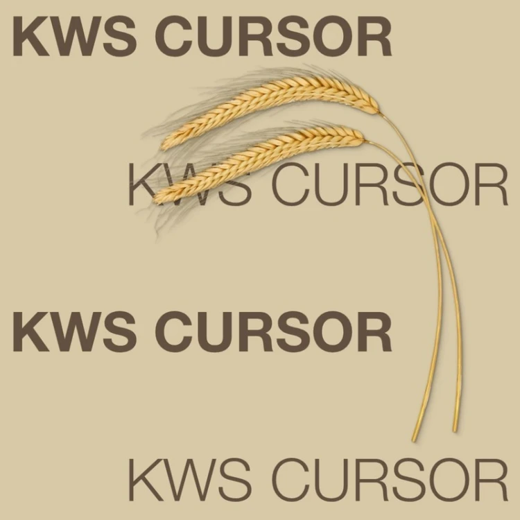 zyto-hybrydowe-kws-cursor-f1.jpg