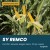 Kukurydza SY Remco FAO 250 – łan i kolby