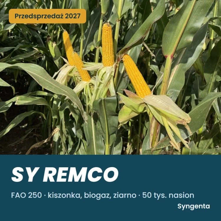 Kukurydza SY Remco FAO 250 – łan i kolby