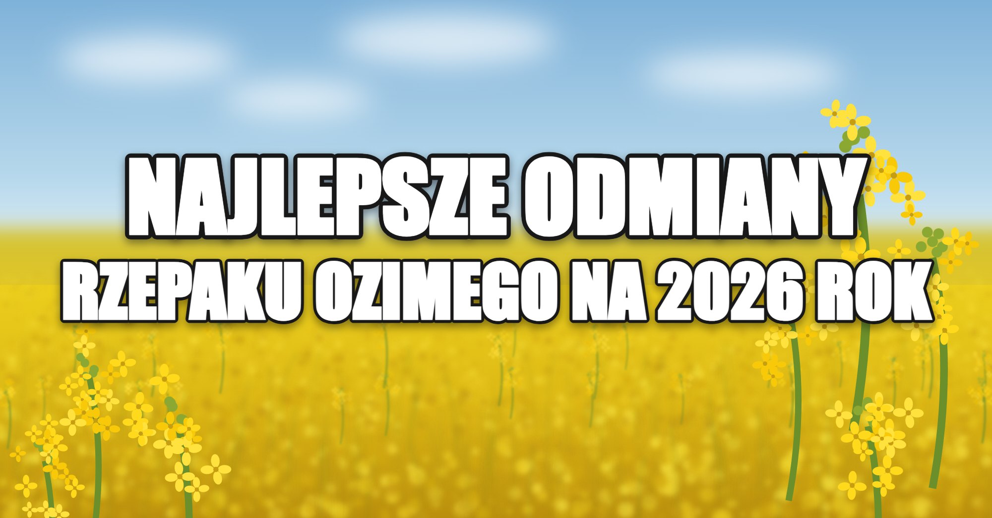 Najlepsze odmiany rzepaku ozimego na 2026 rok