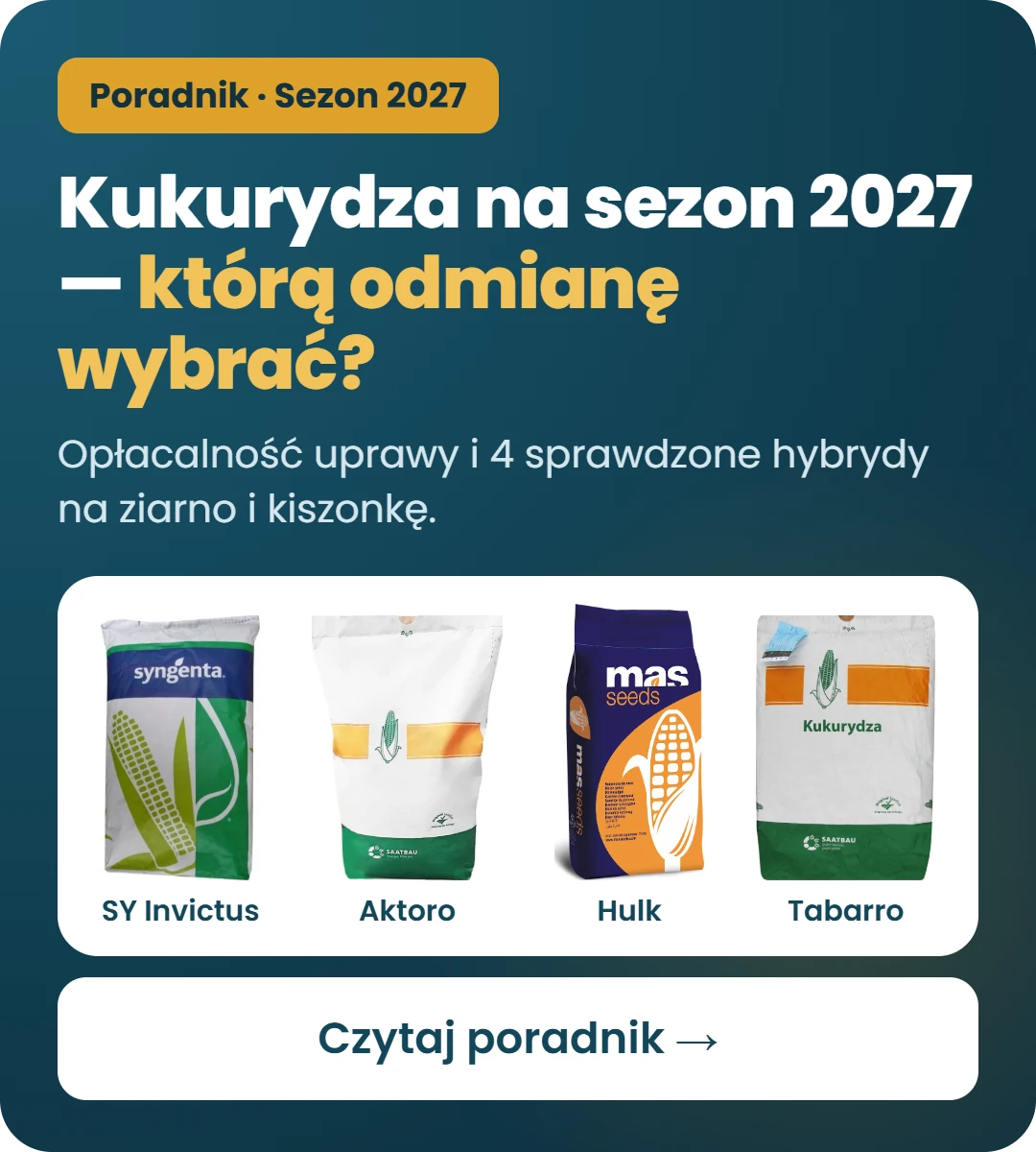 Kukurydza na sezon 2027 – którą odmianę wybrać? Poradnik Plonova: opłacalność uprawy i hybrydy SY Invictus, Aktoro, Hulk, Tabarro