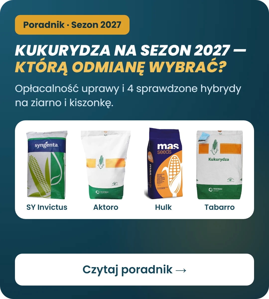 Kukurydza na sezon 2027 – którą odmianę wybrać? Poradnik Plonova: opłacalność uprawy i hybrydy SY Invictus, Aktoro, Hulk, Tabarro